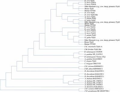 The tweety Gene Family: From Embryo to Disease